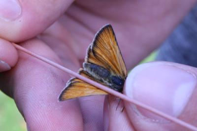 <i>Thymelicus lineola</i>