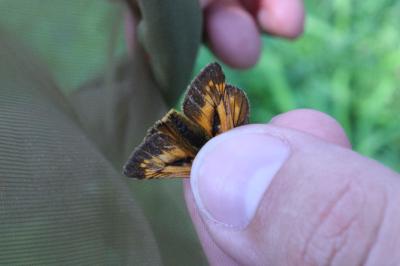 <i>Ochlodes sylvanus</i>