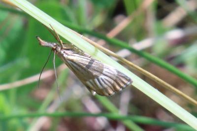 <i>Chrysocrambus linetella</i>