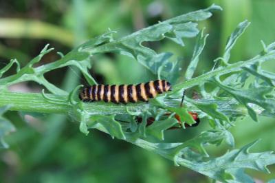 <i>Tyria jacobaeae</i>