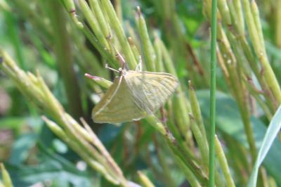 <i>Sitochroa verticalis</i>