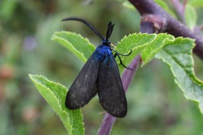 <i>Rhagades pruni</i>