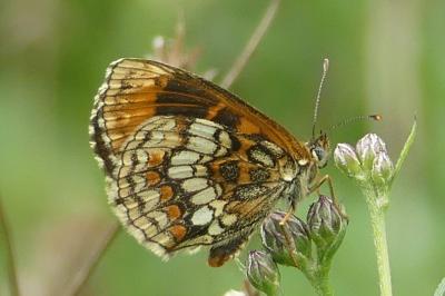 <i>Melitaea athalia</i>