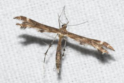 <i>Oxyptilus distans</i>