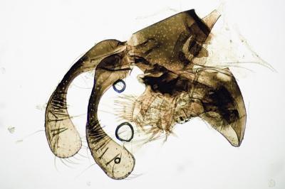 <i>Micropterix aglaella</i>
