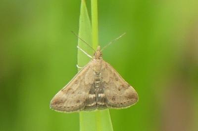 <i>Pyrausta despicata</i>