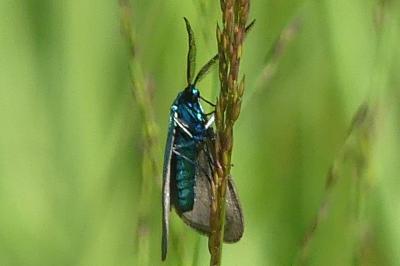 <i>Jordanita globulariae</i>