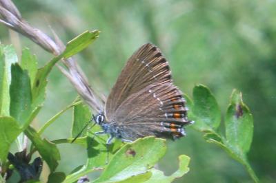 <i>Satyrium ilicis</i>
