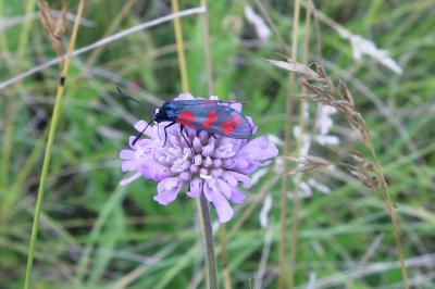 <i>Zygaena filipendulae</i>