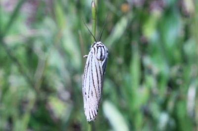 <i>Spiris striata</i>