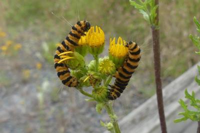 <i>Tyria jacobaeae</i>