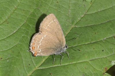 <i>Satyrium ilicis</i>