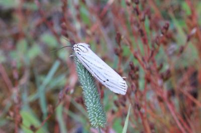 <i>Spiris striata</i>