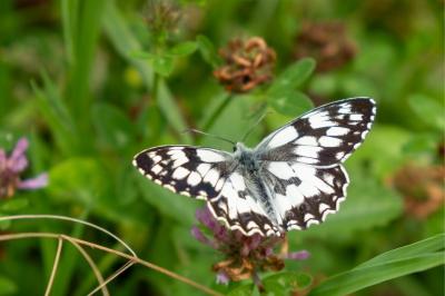 <i>Melanargia galathea</i>