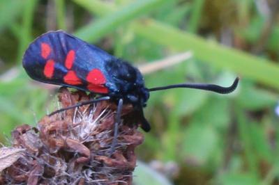 <i>Zygaena transalpina</i>