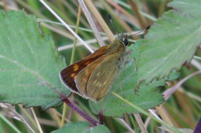 <i>Ochlodes sylvanus</i>