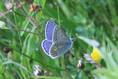 <i>Polyommatus icarus</i>