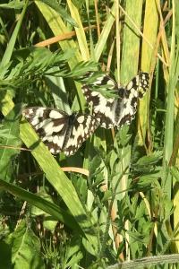 <i>Melanargia galathea</i>