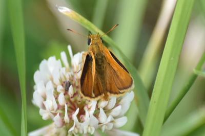 <i>Thymelicus acteon</i>