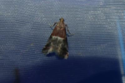 <i>Acrobasis marmorea</i>