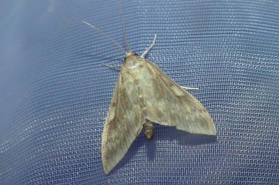 <i>Anania fuscalis</i>