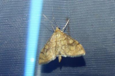 <i>Anania verbascalis</i>