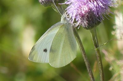 <i>Pieris rapae</i>