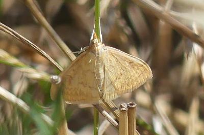 <i>Ostrinia nubilalis</i>