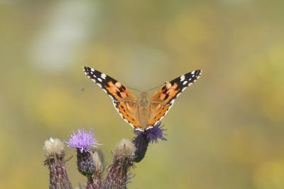 <i>Vanessa cardui</i>