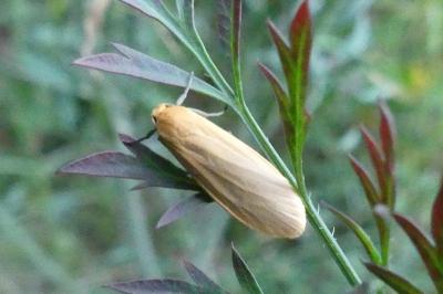 <i>Wittia sororcula</i>