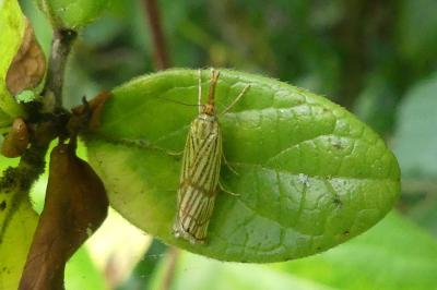 <i>Chrysocrambus linetella</i>