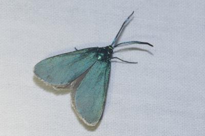 <i>Jordanita globulariae</i>