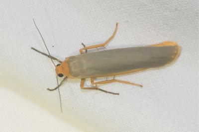 <i>Manulea complana</i>