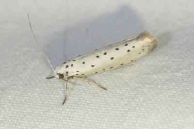 <i>Yponomeuta</i>