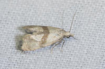 <i>Cochylidia</i>