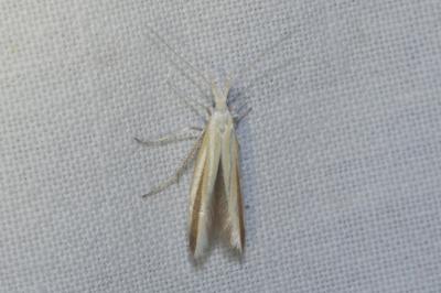 <i>Coleophora conspicuella</i>