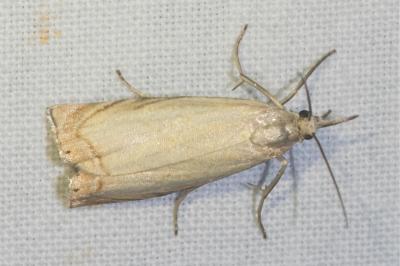 <i>Chrysoteuchia culmella</i>