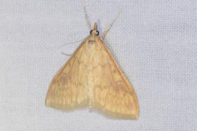 <i>Ostrinia nubilalis</i>
