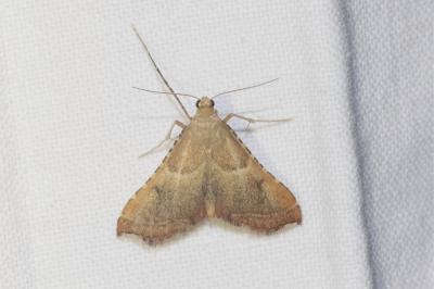 <i>Endotricha flammealis</i>