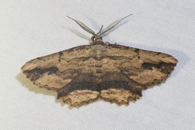 <i>Menophra abruptaria</i>