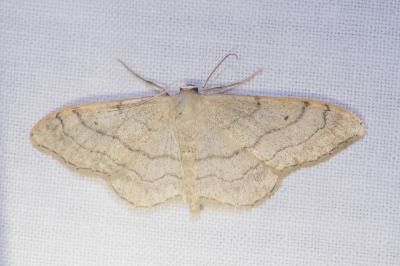<i>Idaea aversata</i>