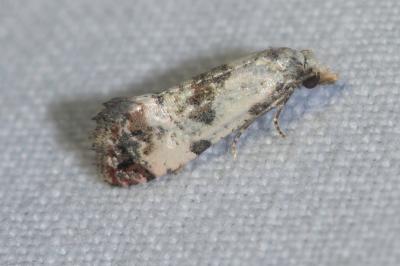 <i>Cochylis atricapitana</i>
