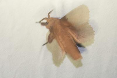 <i>Gastropacha</i>
