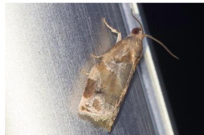 <i>Archips xylosteana</i>
