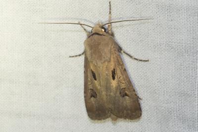 <i>Agrotis exclamationis</i>