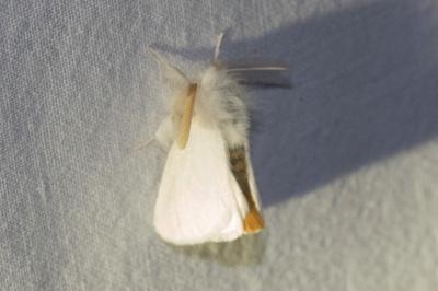 <i>Euproctis chrysorrhoea</i>
