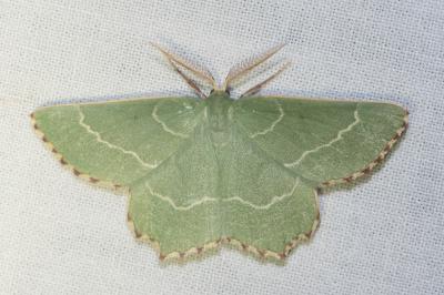 <i>Thalera fimbrialis</i>