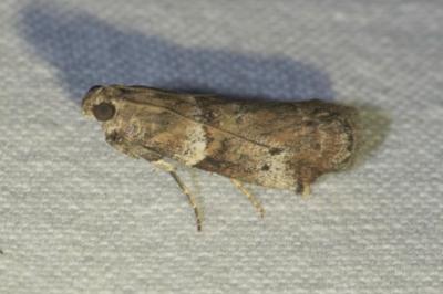 <i>Acrobasis consociella</i>