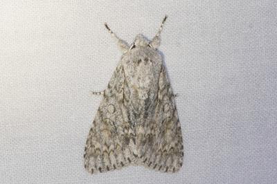 <i>Acronicta aceris</i>