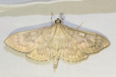 <i>Patania ruralis</i>